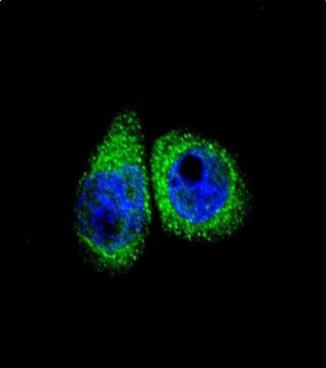 CYP7B1 Antibody in Immunocytochemistry (ICC/IF)