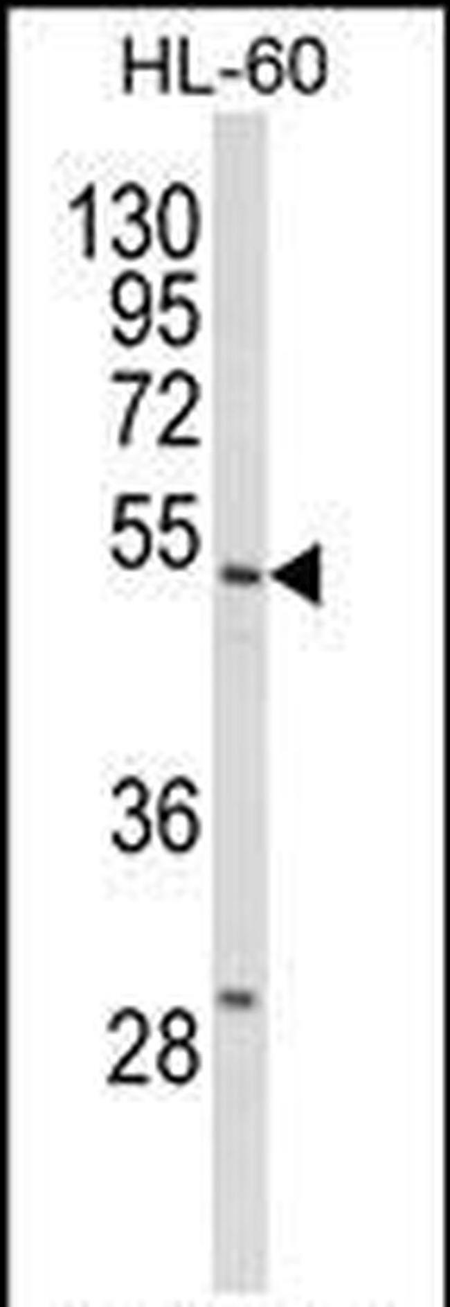 SELENBP1 Antibody in Western Blot (WB)