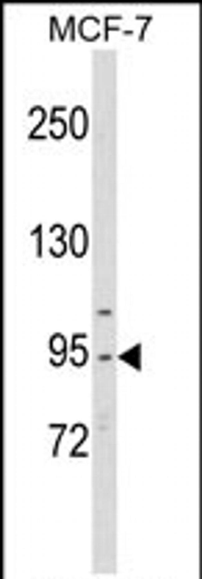 Cdc5L Antibody in Western Blot (WB)