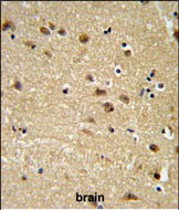 EDIL3 Antibody in Immunohistochemistry (Paraffin) (IHC (P))