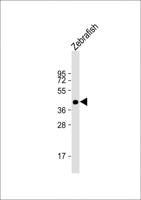 POU3F3A Antibody in Western Blot (WB)