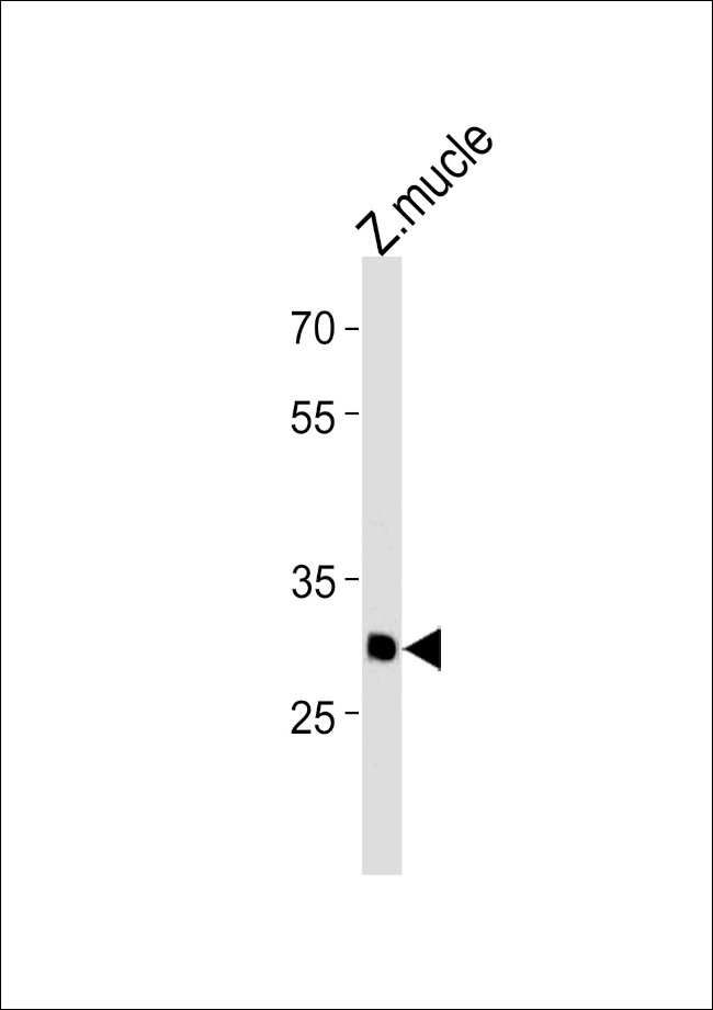 HMX3 Antibody in Western Blot (WB)
