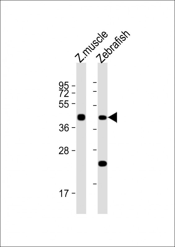 CHST11 Antibody in Western Blot (WB)