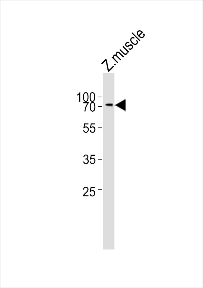 ZNF143 Antibody in Western Blot (WB)