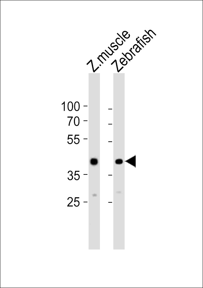 MYCL1A Antibody in Western Blot (WB)