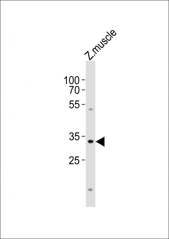 BHLHA9 Antibody in Western Blot (WB)