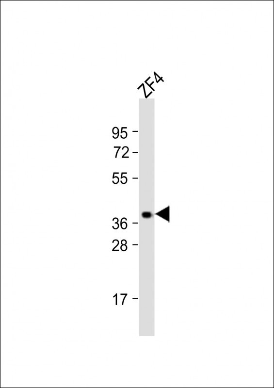 OPN1SW2 Antibody in Western Blot (WB)