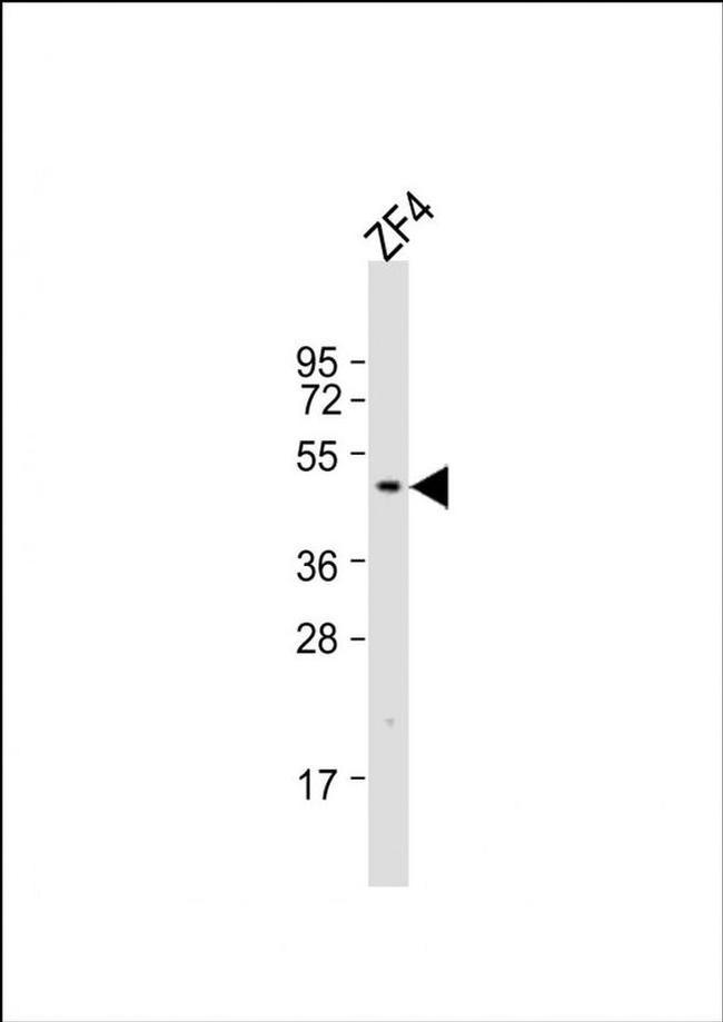 DMRT3A Antibody in Western Blot (WB)