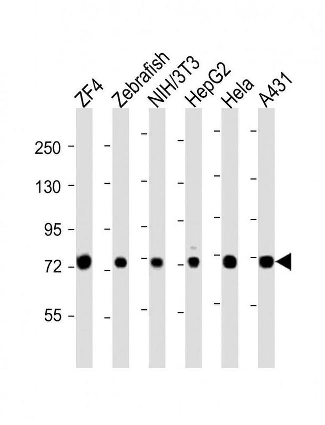HSC70 Antibody in Western Blot (WB)