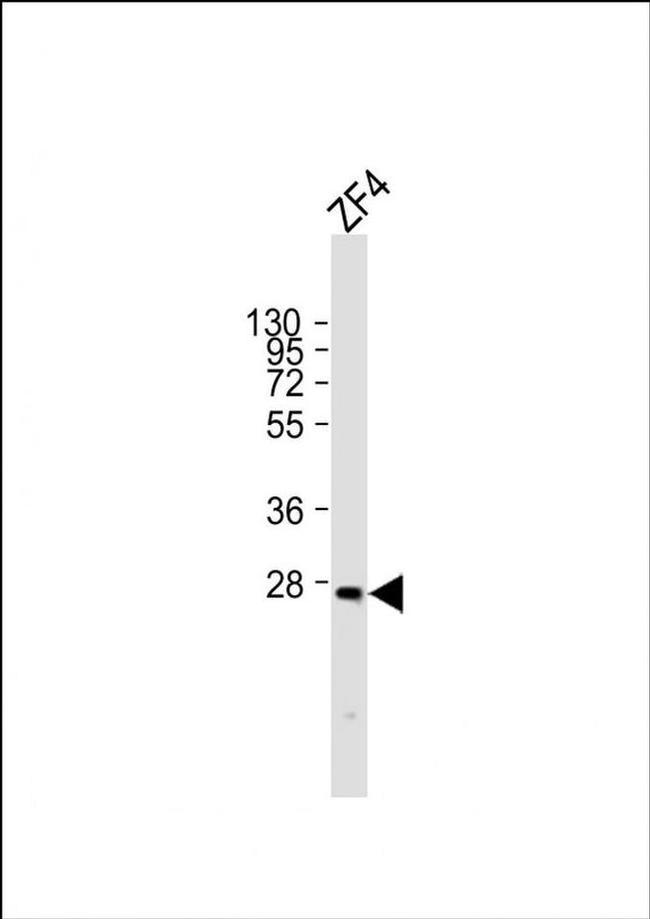 Msx3 Antibody in Western Blot (WB)