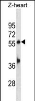 TEAD1B Antibody in Western Blot (WB)