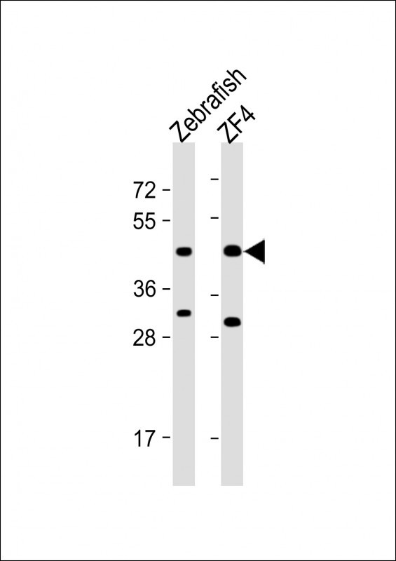 PDHA1A Antibody in Western Blot (WB)