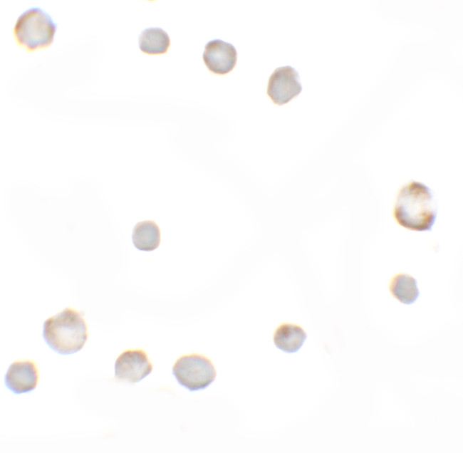 KIAA1324 Antibody in Immunocytochemistry (ICC/IF)