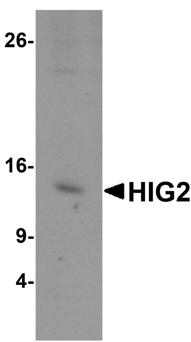 HIGD2A Antibody in Western Blot (WB)