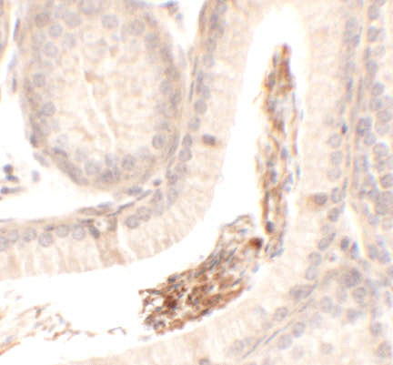 SPATA1 Antibody in Immunohistochemistry (Paraffin) (IHC (P))
