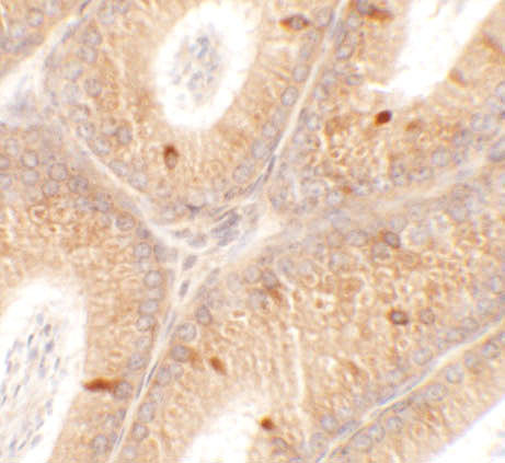 SPATA4 Antibody in Immunohistochemistry (Paraffin) (IHC (P))