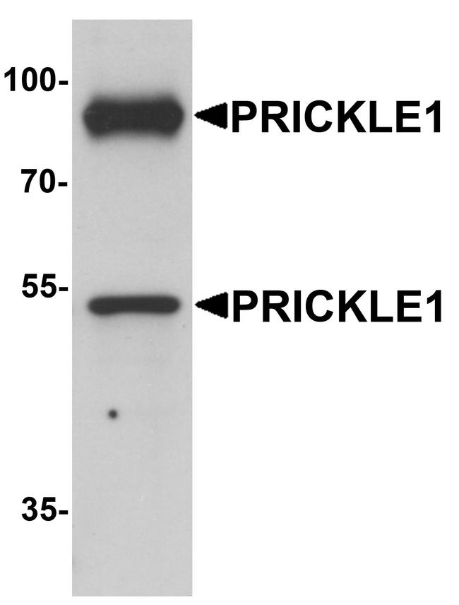PRICKLE1 Antibody in Western Blot (WB)