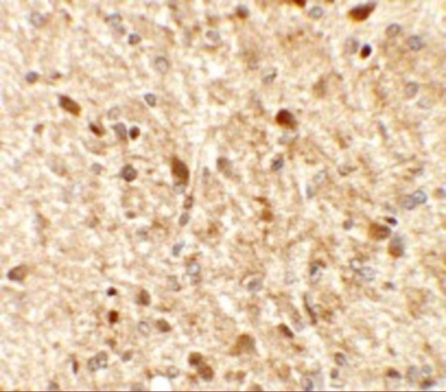 MS4A6A Antibody in Immunohistochemistry (Paraffin) (IHC (P))