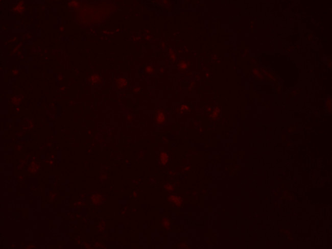 ZGPAT Antibody in Immunocytochemistry (ICC/IF)