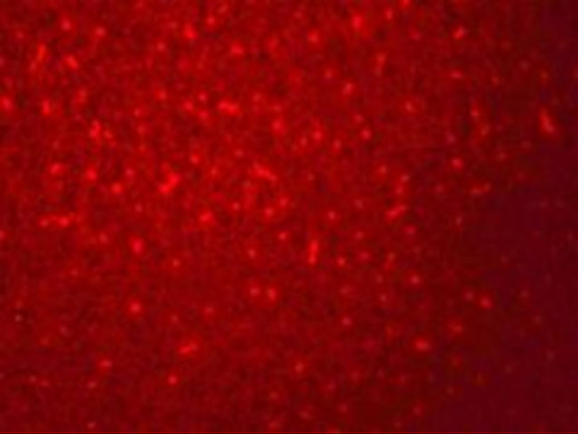 SIVA1 Antibody in Immunocytochemistry (ICC/IF)