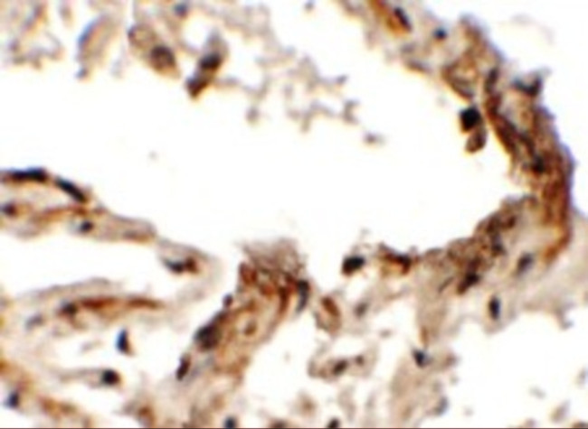 EMX2 Antibody in Immunohistochemistry (Paraffin) (IHC (P))