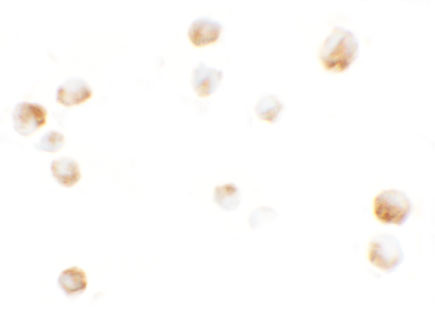 KPNA5 Antibody in Immunocytochemistry (ICC/IF)