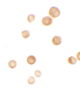 CASKIN2 Antibody in Immunocytochemistry (ICC/IF)