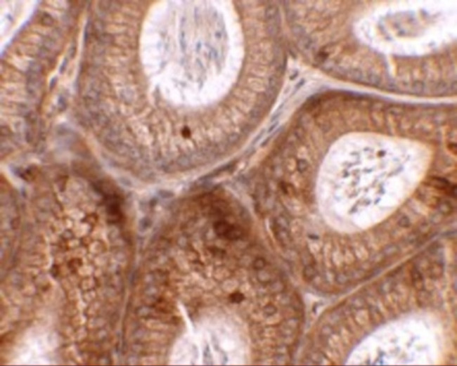 SPINK2 Antibody in Immunohistochemistry (Paraffin) (IHC (P))