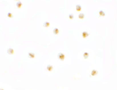 C9orf116 Antibody in Immunocytochemistry (ICC/IF)