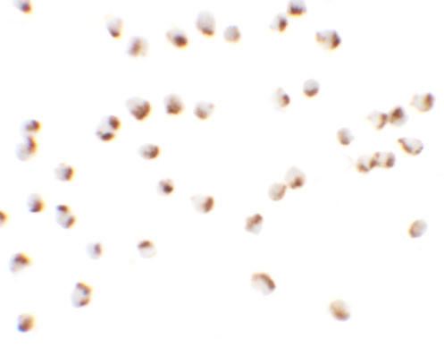 Nkx2.4 Antibody in Immunocytochemistry (ICC/IF)