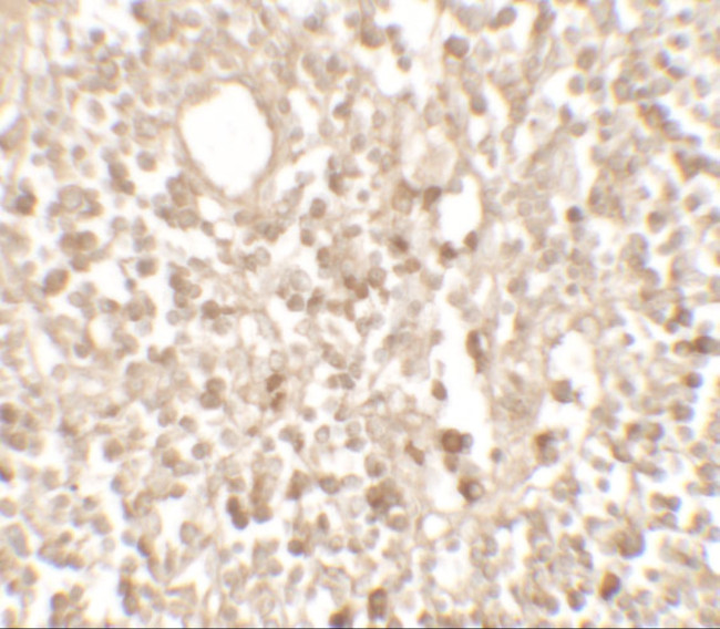 TMEM107 Antibody in Immunohistochemistry (Paraffin) (IHC (P))