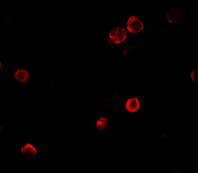SOGA1 Antibody in Immunocytochemistry (ICC/IF)