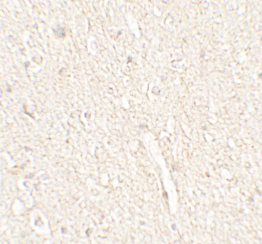 Adropin Antibody in Immunohistochemistry (Paraffin) (IHC (P))