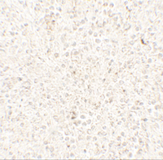 COMMD7 Antibody in Immunohistochemistry (Paraffin) (IHC (P))