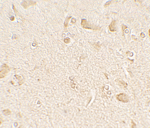 MAP1LC3C Antibody in Immunohistochemistry (Paraffin) (IHC (P))