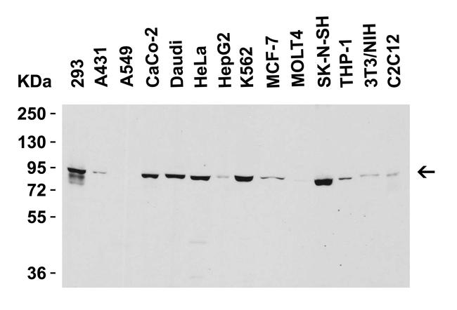 Nephrin Antibody (PA5-72826)