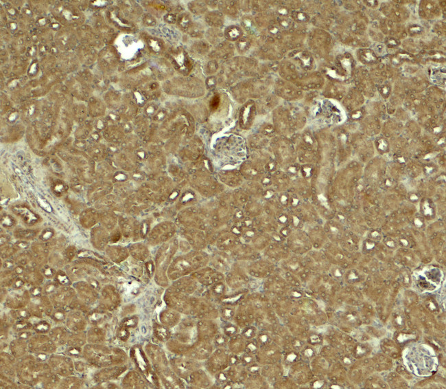 NOSTRIN Antibody in Immunohistochemistry (Paraffin) (IHC (P))