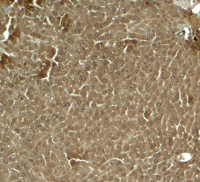 KLF17 Antibody in Immunohistochemistry (Paraffin) (IHC (P))