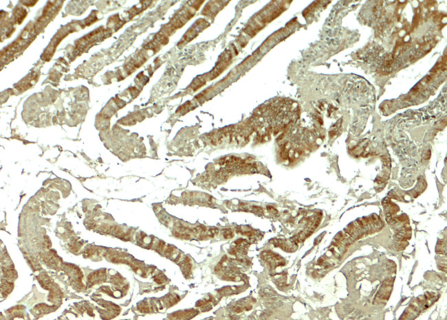 WNT5B Antibody in Immunohistochemistry (Paraffin) (IHC (P))