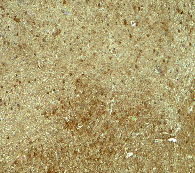 PJA Antibody in Immunohistochemistry (Paraffin) (IHC (P))