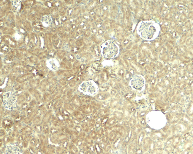 GLIS2 Antibody in Immunohistochemistry (Paraffin) (IHC (P))