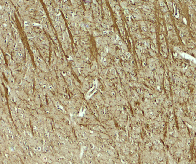 TENM3 Antibody in Immunohistochemistry (Paraffin) (IHC (P))