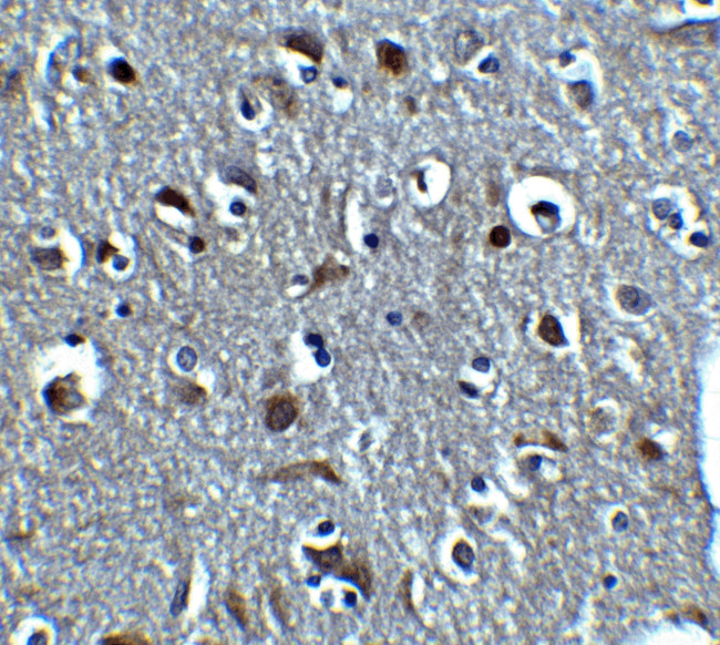 Relaxin 3 Antibody in Immunohistochemistry (Paraffin) (IHC (P))