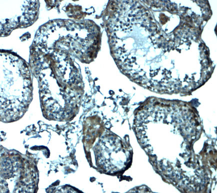 IZUMO1 Antibody in Immunohistochemistry (Paraffin) (IHC (P))