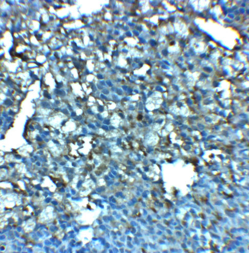 LRRC8A Antibody in Immunohistochemistry (Paraffin) (IHC (P))
