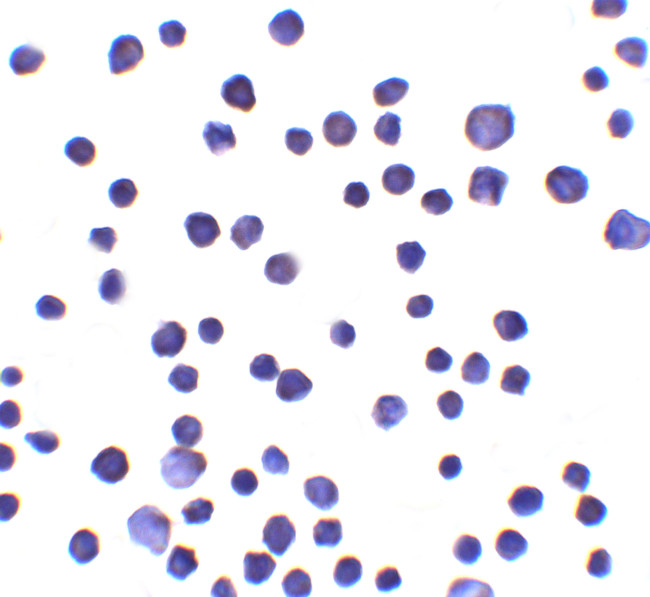 RNF121 Antibody in Immunocytochemistry (ICC/IF)