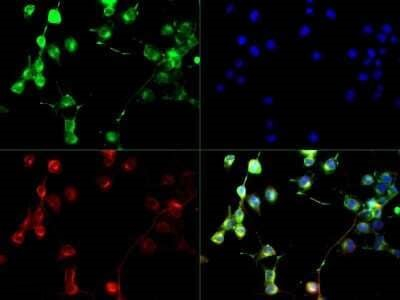 GLAST Antibody in Immunocytochemistry (ICC/IF)