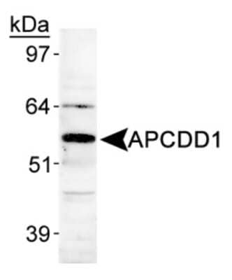 APCDD1 Antibody in Western Blot (WB)