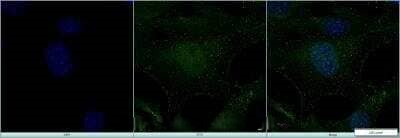 MAT2A Antibody in Immunocytochemistry (ICC/IF)