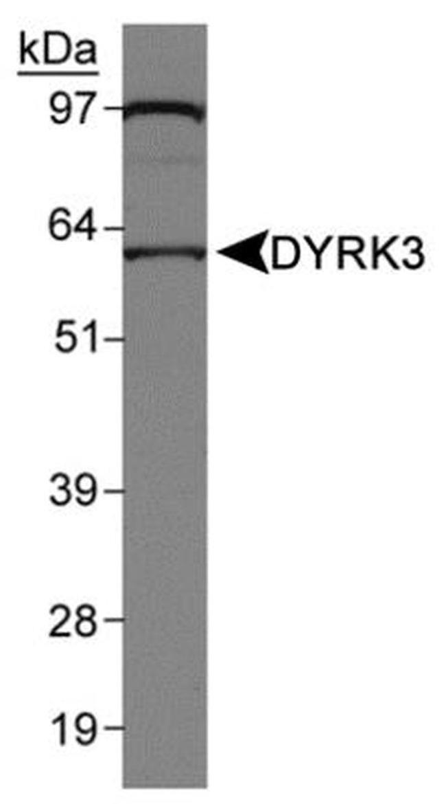 DYRK3 Antibody in Western Blot (WB)